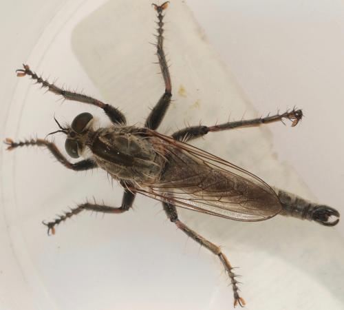 Réf. 326 116 : Machimus rusticus